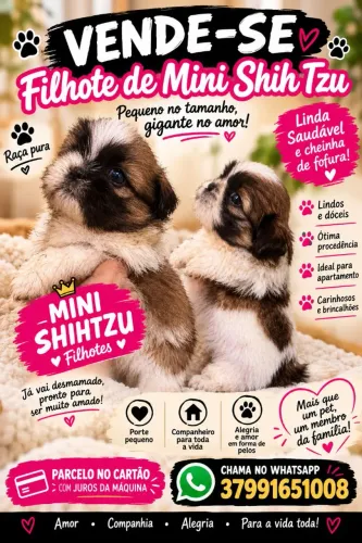 Filhotes de Shihtzu