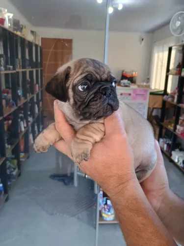 Filhotes de Pug 