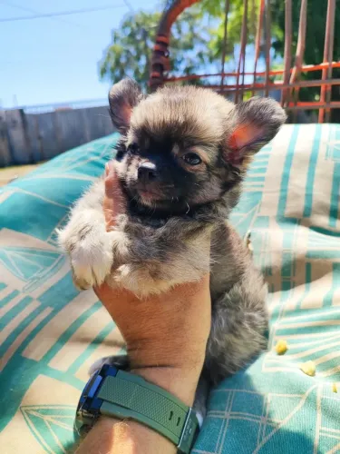 Chihuahua pêlo longo macho