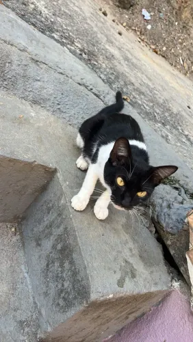 Gatinha para doação.