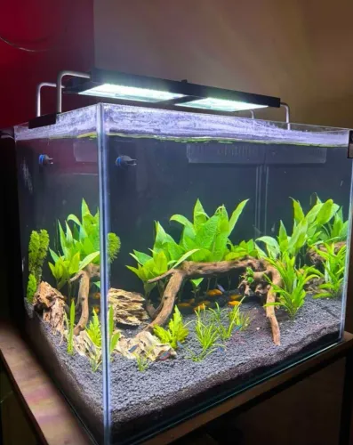 Aquario completo 50×50×40 sump traseiro