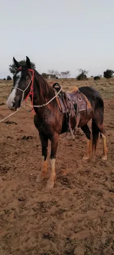 Vende potra meio sangue mangalarga Machador