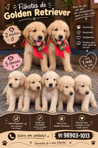 Golden retriever
