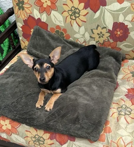 Pinscher fêmea 