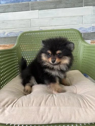 Spitz alemão anão fêmea com pedigree CBKC