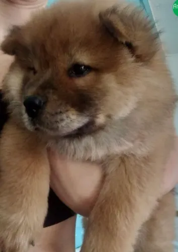 Filhote de Chow Chow Disponível!! 
