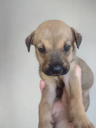 Filhotes de cachorrinhos