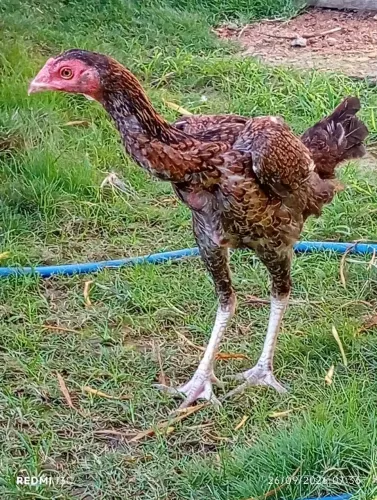 Franga tailandesa pura anilhada