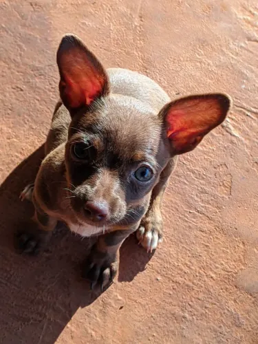 Troco filhote pinscher por Cofap femea 