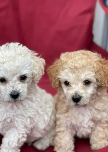 Casal de poodle