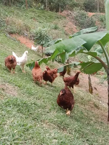Galinha poedeira botadeita Embrapa 