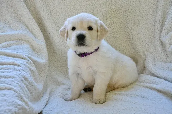 Golden Retriever Filhote Para Quem Procura Um Companheiro Especial
