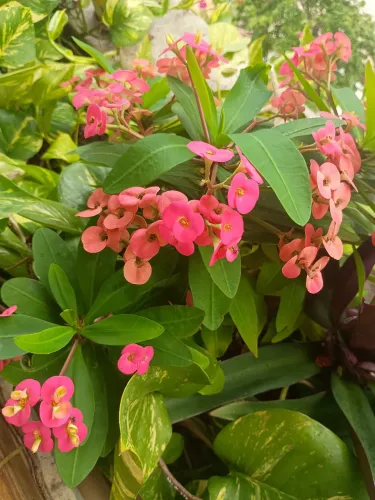 VENDO MUDAS DE PLANTAS LINDAS E BEM CUIDADAS