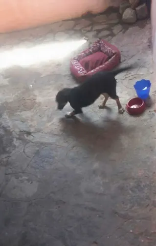 Cachorrinha 