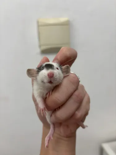 Ratos Twister/ mercol Dumbo 