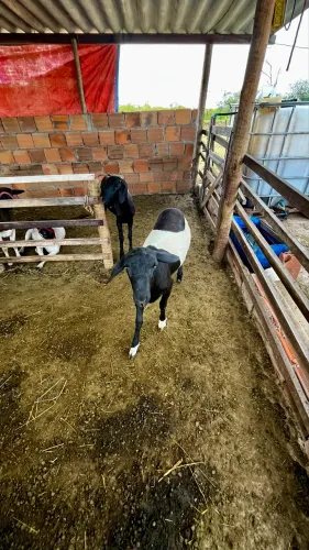 Borrego a venda