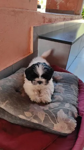 Vendo esse filhote de Shitzu machos 62 dias de nascido...já vermífugados comendo ração.