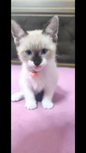 Gatinha Siamês Fêmea 