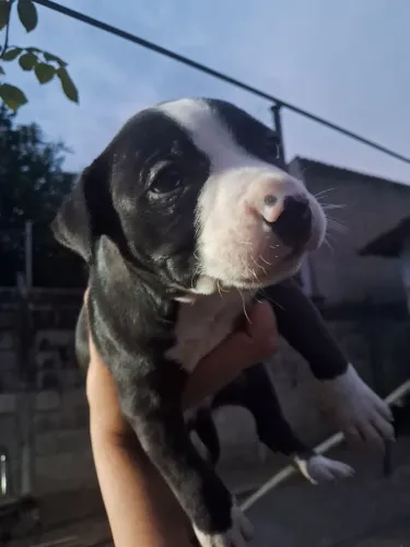 Filhote de pitbul