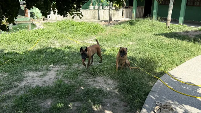 Pastor Belga Malinois