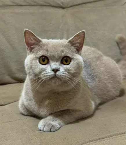 BRITISH SHORTHAIR 