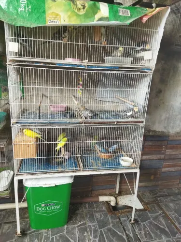 Expositor de pássaros 