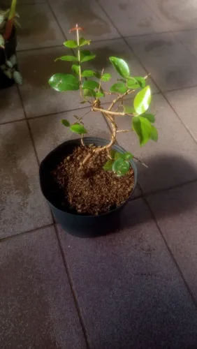 Pitanga fruta Pré-Bonsai