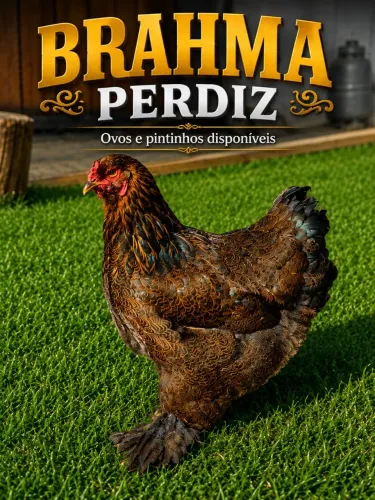 Ovos e pintinhos da Raça Brahma