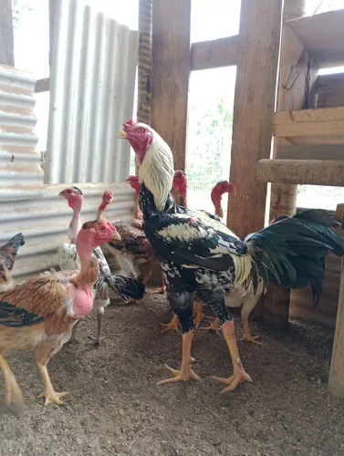 Galo Índio Gigante