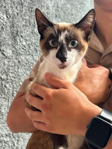 Doando gatinho macho 6 meses