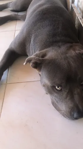 Procura-se namorada para pitbull 