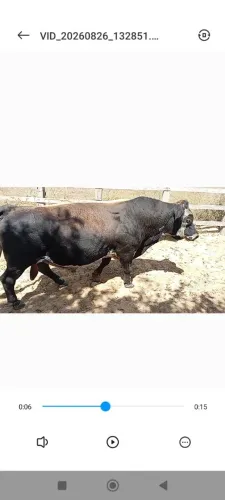 Casal de minis vacas