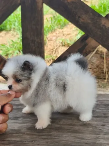 Spitz alemão anão fêmea ( Lulu da Pomerânia)