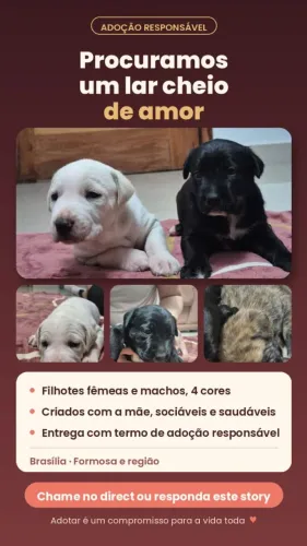 Cachorrinhos