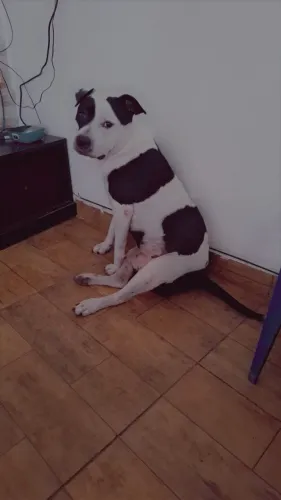 Cachorro