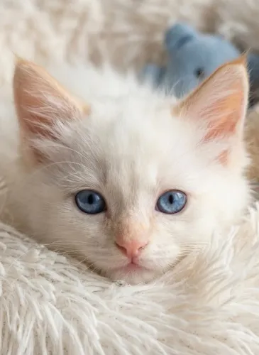 Nenis Ragdoll