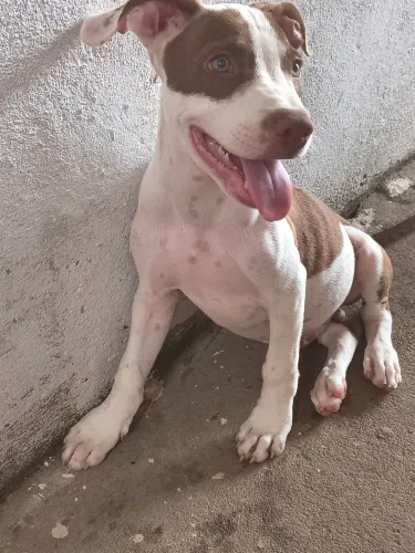 Vende-se um Pitbull 