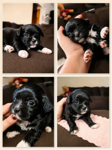 Lhasa apso