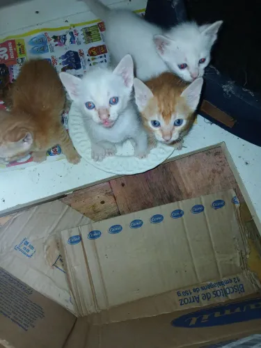 Anunciar gatos pra doar 