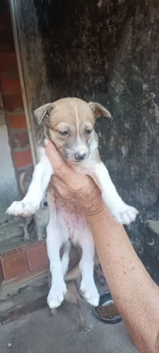 Adoção responsável de viralata fêmea 