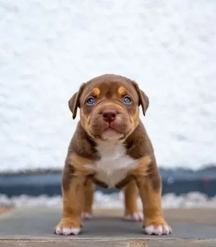 Pit Bull