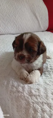 Shi Tzu fêmea a venda/ reserva aberto