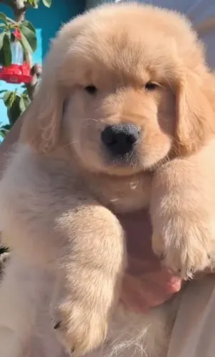 Golden Retriever últimos filhotes disponível