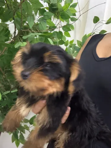 Yorkshire micro macho 2 meses 