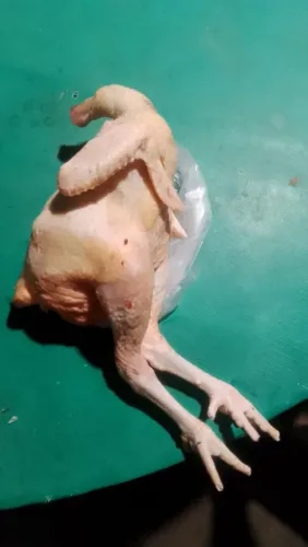 Frangos pesadão vivo ou abatido 