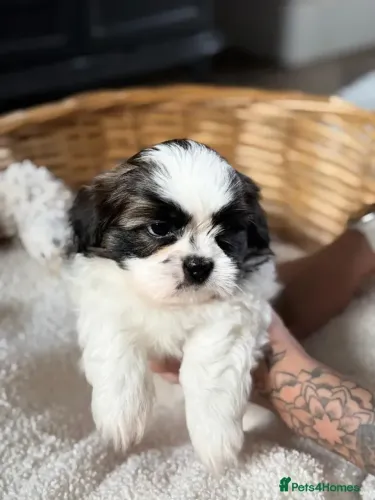 Bebezinho Shih tzu/ shihtzu pelagem densa e muito bonita