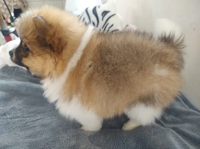 Spitz alemão 