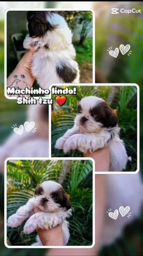 Shih Tzu promoção