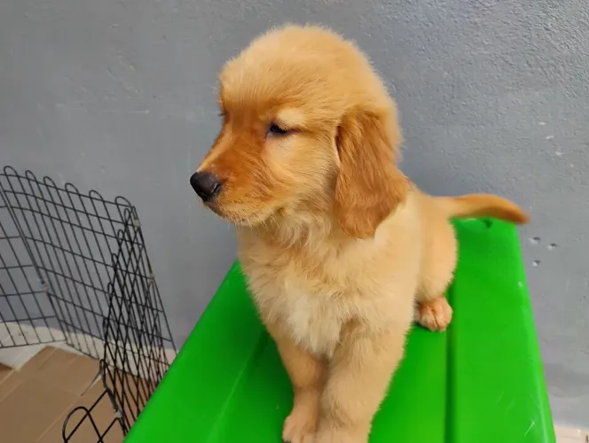 Golden Retriever 