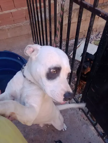 Pitbull 250